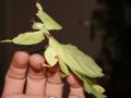 Phyllium giganteum - großes Wandelndes Blatt, weibl.