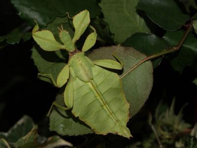 Phyllium siccifolium -Wandelndes Blatt, weibl.